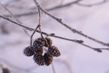 Branch with cones of alder in a close-up frostの写真素材