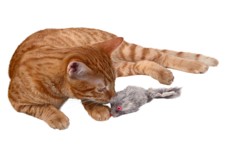 Ginger kitten laying and playing with a mouse toyの写真素材