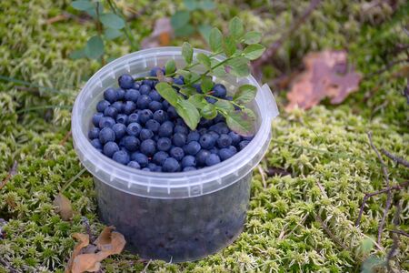 Blueberries in a plastic container on the moss in the forestの写真素材