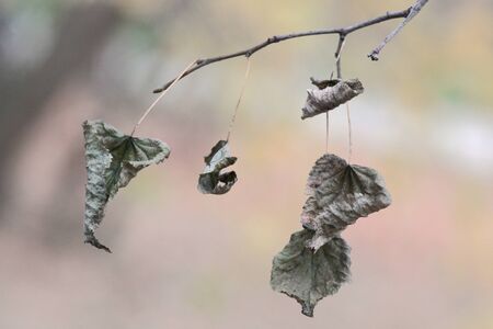 Fall dried leaves on a tree branch on a golden blurry autumn background close upの写真素材