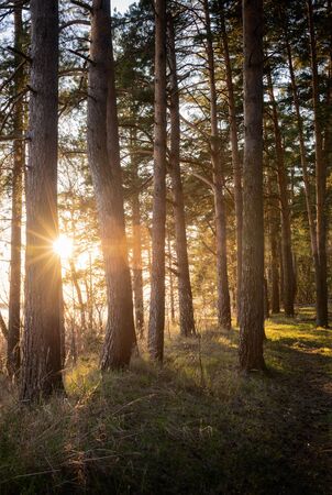 Warm back sun light with spring high pine forest tree
の写真素材