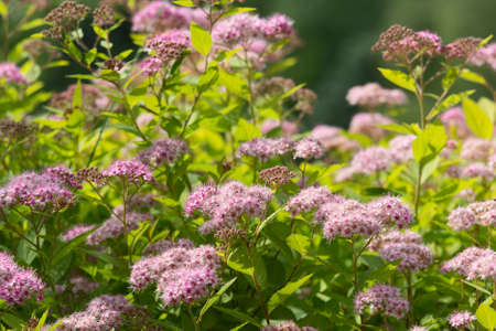 Blossoming spirea Japanese (Spiraea japonica) in the sunlite summer garden. Nature Background.の写真素材