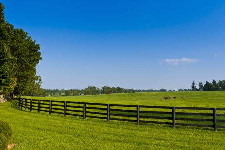 Green pastures of  horse farms