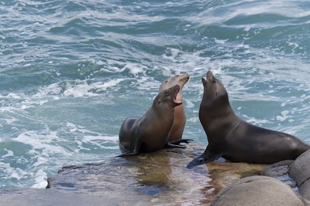 California Sea Lions on the rocks at La Jolla Cove, San Diego, Californiaの写真素材