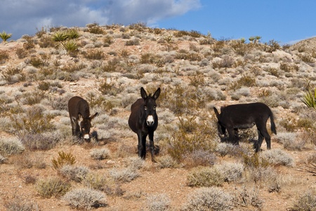 Wild Burros in Desert of Nevada, USAのeditorial素材