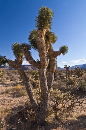 Close-up of cactus in desert of Nevada, USAのeditorial素材