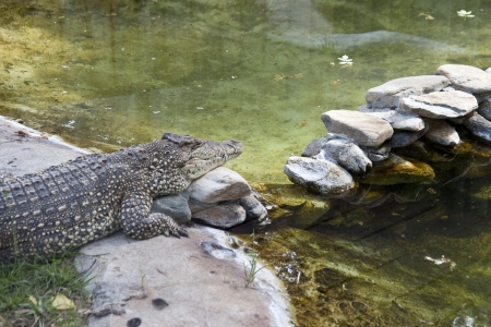 Crocodile is waiting for a prey の写真素材