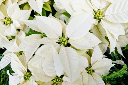 White poinsettias, Christmas flowersの写真素材