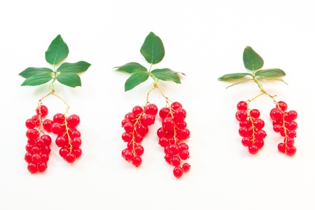 Red currant berries with leaves symbolizing the trees with roots on light background の写真素材