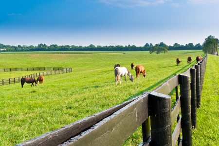 Green pastures of  horse farms  Country summer landscape の写真素材
