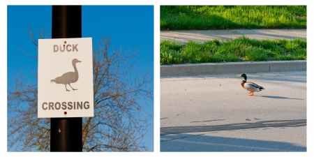 Collage - Duck crossing warning sign and duck crossing the road の写真素材