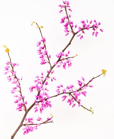 Redbud tree  Cercis canadensis  blossom branch on light background の写真素材