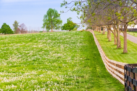 Field of dandelions at countryside.の写真素材
