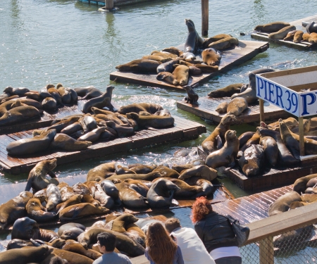 The well known Pier 39 in San Francisco with sea lions  Animals are resting on wooden platforms の写真素材
