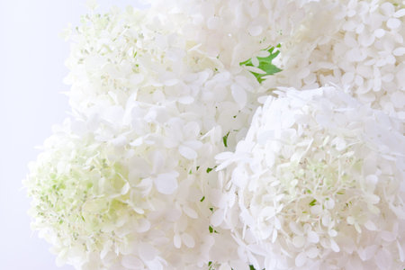 White hydrangea flowers blur background 