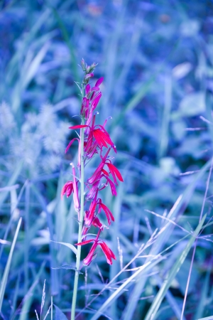 Toned blue abstract nature grass texture with red flower  selective focusの写真素材