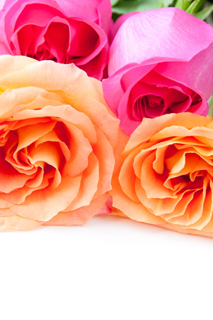 Beautiful orange and pink roses  の写真素材