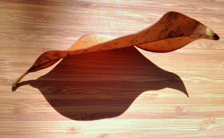 A leaf and its shadow on wooden background