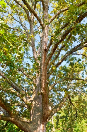 Big oak tree at early autumn の写真素材