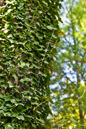 Spider web in the woods under sunlight