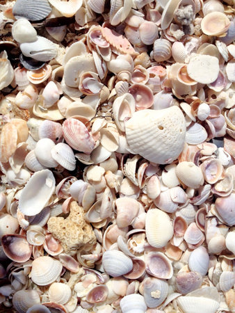 Natural shells of different shapes on beach 