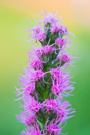Art floral background with pink flower, vintage style,  selective focusの写真素材