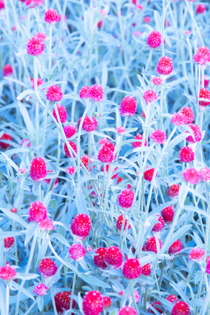 Art floral nature backgroundの写真素材