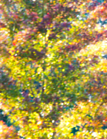 Autumn tree in park out of focus, natural blurred  bokeh background.の写真素材