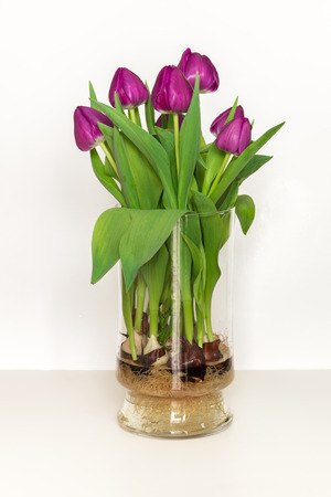 Magenta tulips growing in water in a glass vase - bulbs and roots in full view.の写真素材