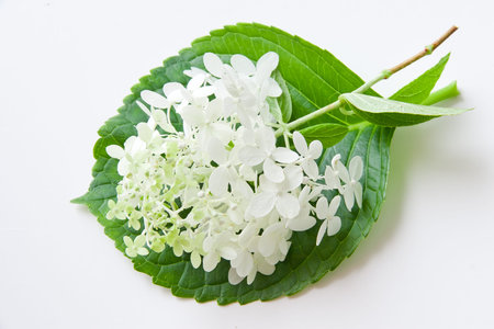 White hydrangea flower on green leaf. selective focus, shallow dof