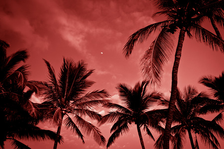 Silhouette of palm trees on tropical sunset, toned photo.の写真素材