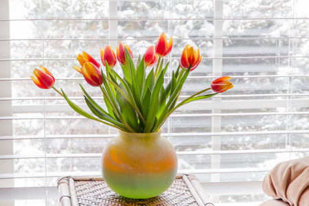 Beautiful tulips in vase on table near window  with winter landscape outside.の写真素材