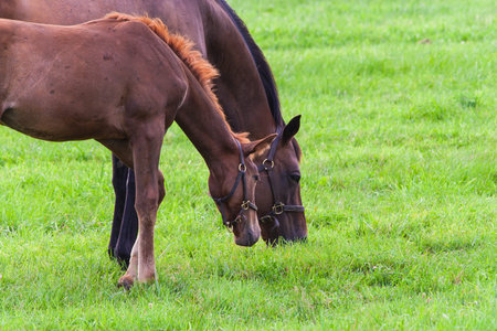 Portrait of mare with her colt on pastures of horse farms.の写真素材