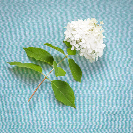 White Hydrangea on blue fabric. top view