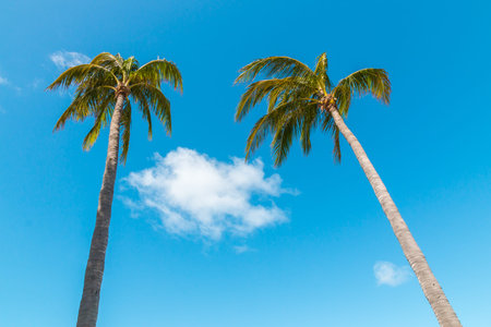 Two palms against blue sky.