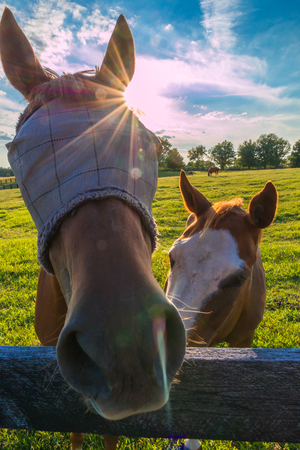 Horse wearing fly masks at horse farm in summer. Sunny day, sun beams, lens flare.の写真素材