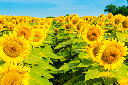 Sunflowers field, summer natural background, countryside landscape.の写真素材