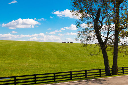 Horses at horsefarm. Country landscape.
