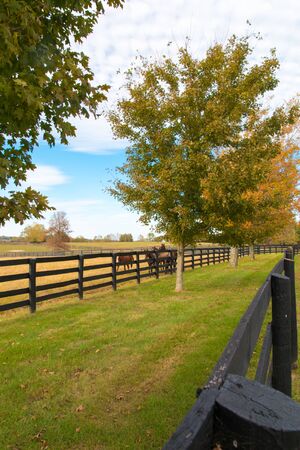 Horses at horsefarm. Autumn country landscape.の写真素材