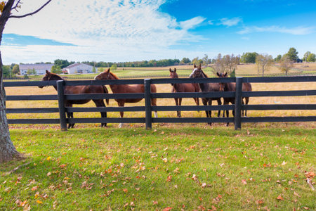 Horses at horsefarm. Autumn country landscape.