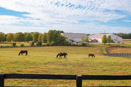Horses at horsefarm. Country landscape.の写真素材