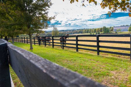 Horses at horsefarm. Autumn country landscape.の写真素材