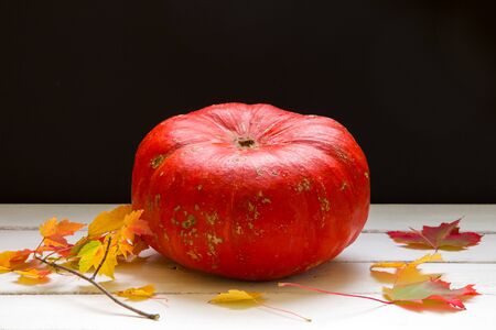 Decorative pumpkin, autumn season background.の写真素材