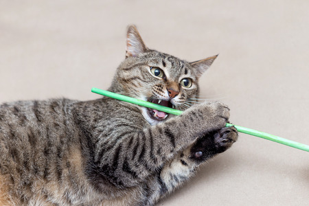 cute tabby cat playing with a toy stickの写真素材