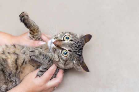 a portrait of a cute gray cat at homeの写真素材
