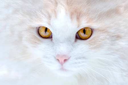 portrait of a white turkish angora cat at homeの写真素材