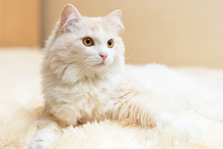 portrait of a white turkish angora cat at homeの写真素材