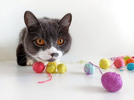 The cat of the British breed is entangled in the threads.