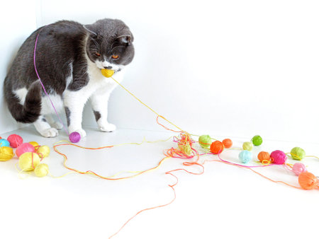The cat of the British breed is entangled in the threads.