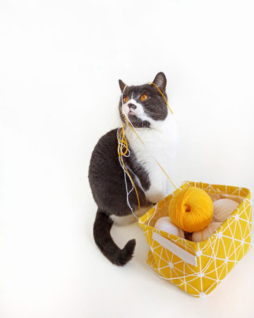 Gray cat tangled yellow threads for knitting.